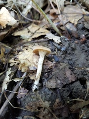 Pseudoomphalina compressipes