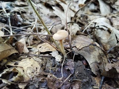 Pseudoomphalina compressipes