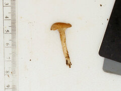 Pseudoomphalina compressipes