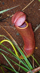 Nepenthes mirabilis