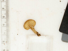 Pseudoomphalina compressipes