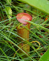 Nepenthes mirabilis