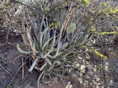 Dudleya edulis