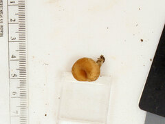 Pseudoomphalina compressipes