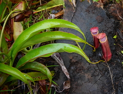 Nepenthes mirabilis
