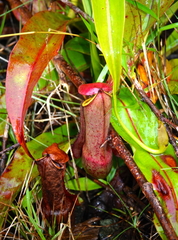 Nepenthes mirabilis