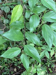 Celtis tetrandra