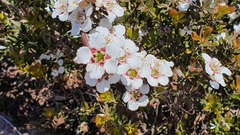 Leptospermum lanigerum