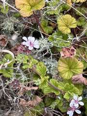 Pelargonium australe