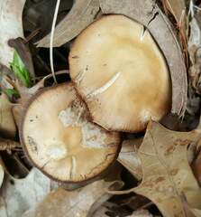 Psathyrella albescens