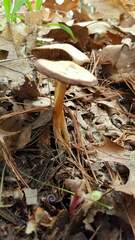 Psathyrella albescens