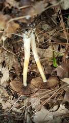 Psathyrella albescens