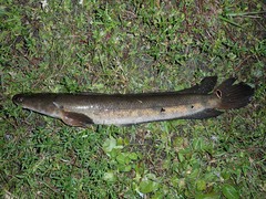 Channa aurolineata