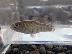 Floridichthys carpio