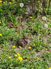 Oryctolagus cuniculus