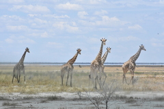 Giraffa camelopardalis angolensis