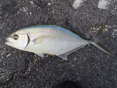 Caranx ruber