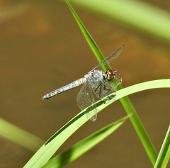 Brachydiplax denticauda