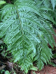 Woodwardia orientalis
