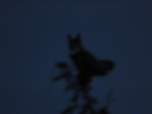 Great Horned Owl photographed in Delaware