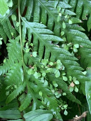 Woodwardia orientalis