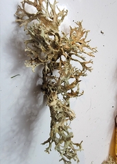 Evernia