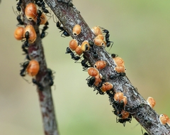 Eriococcus coriaceus