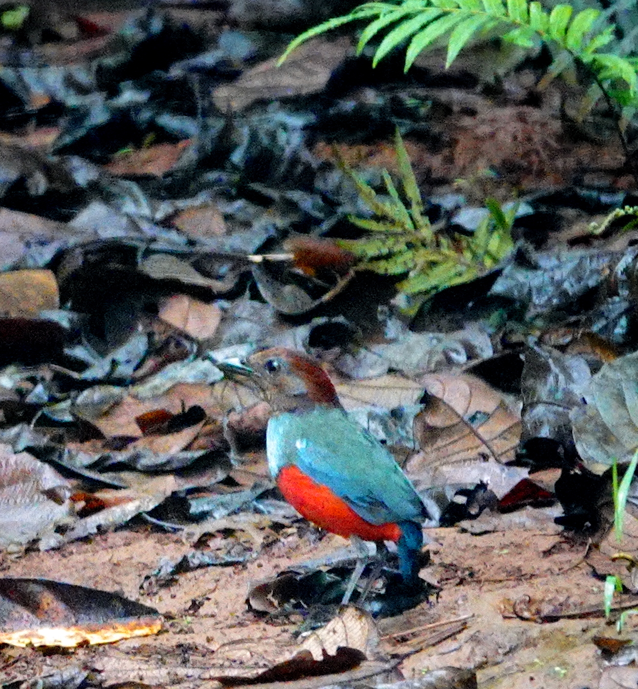 North Moluccan Pitta illustration