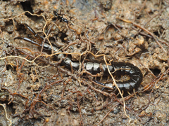 Cormocephalus
