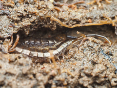 Cormocephalus