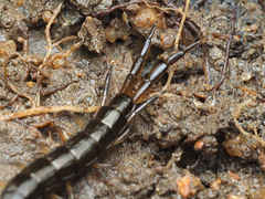 Cormocephalus
