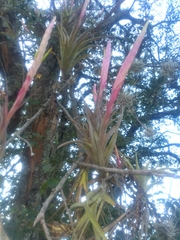 Tillandsia achyrostachys