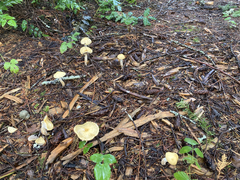 Stropharia ambigua