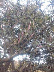 Tillandsia achyrostachys