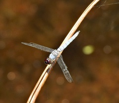 Brachydiplax duivenbodei