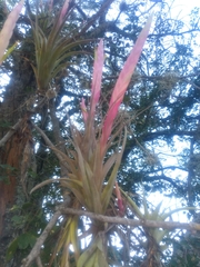 Tillandsia achyrostachys