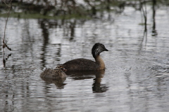 Poliocephalus poliocephalus