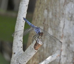 Brachydiplax denticauda