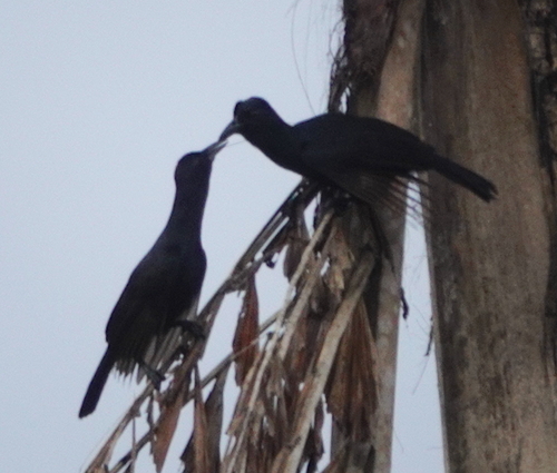 Obi Paradise-crow (Lycocorax obiensis)