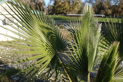 Washingtonia