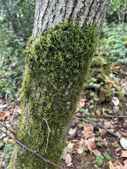 Homalothecium fulgescens