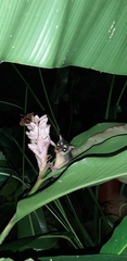 Philander opossum