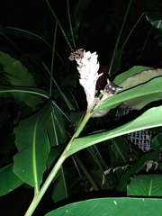 Philander opossum