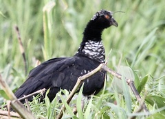 Anhima cornuta