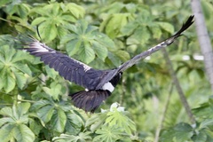 Anhima cornuta