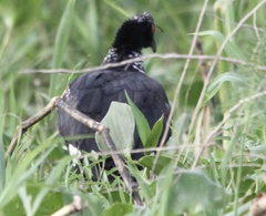 Anhima cornuta