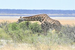 Giraffa camelopardalis angolensis