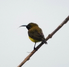 Cinnyris jugularis frenatus