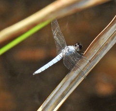 Brachydiplax duivenbodei