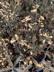 Brassica oleracea